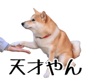 520640529