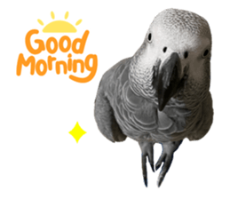 521333380