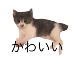 521333650