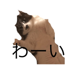 521333652