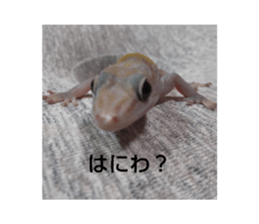 521376442