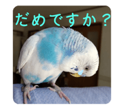 521586807