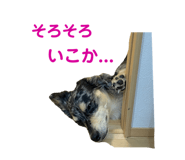 521653356