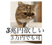 521666747