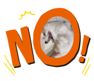 521842666