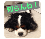 522271256