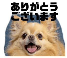 522445176