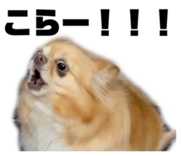 522445180
