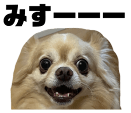 522445182