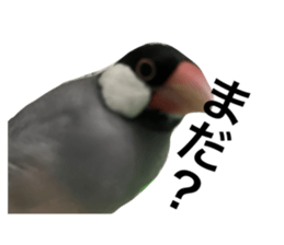 522719624