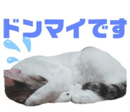 522800480