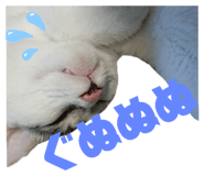 522800486