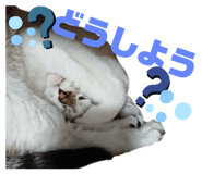 522800487