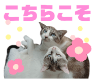 522800495