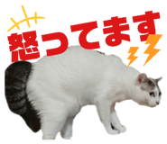 522800498