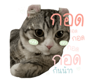522836063