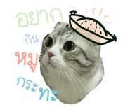 522836066