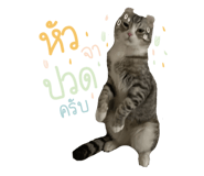 522836067