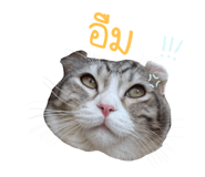522836078