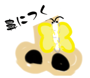 522862666