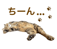 522877565