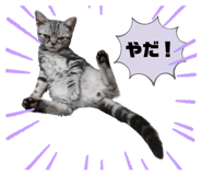 522877569