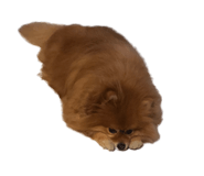 523042504