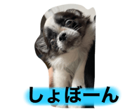 523123682