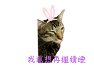 523336144
