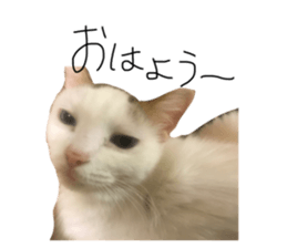 523604605