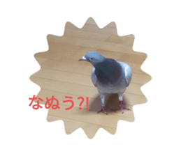 523645580