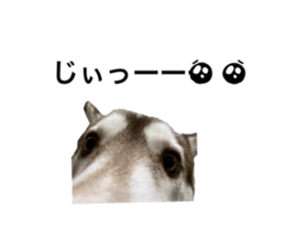 523664177
