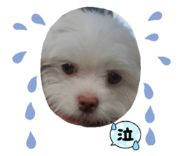 523666868