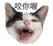 523667356