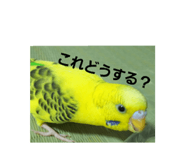 523708683