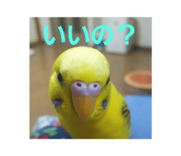 523708684
