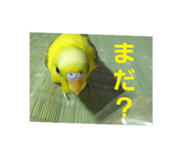 523708685