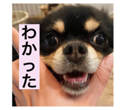 523829035