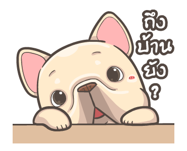 พิกุ - เฟรนช์ บูลด็อก 20 รูปที่ 24