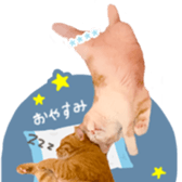 523865780