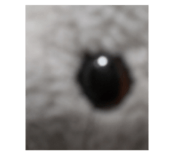 523881260