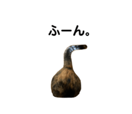 523881752