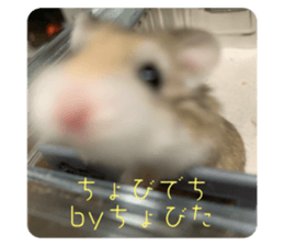 523884070