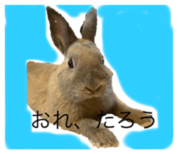 523897707