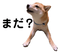523938692