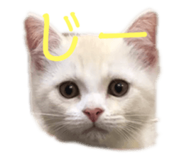 524111264