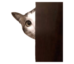524158033