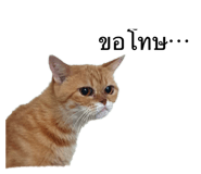 524187908