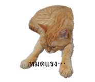 524187915