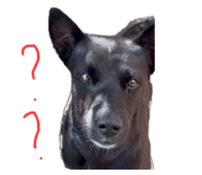 524288615